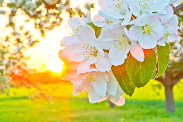 Apfelbaum im Sonnenuntergang